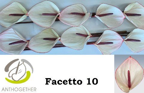 Срезанные цветы оптом Anthurium facetto от 10шт из Голландии с доставкой по России