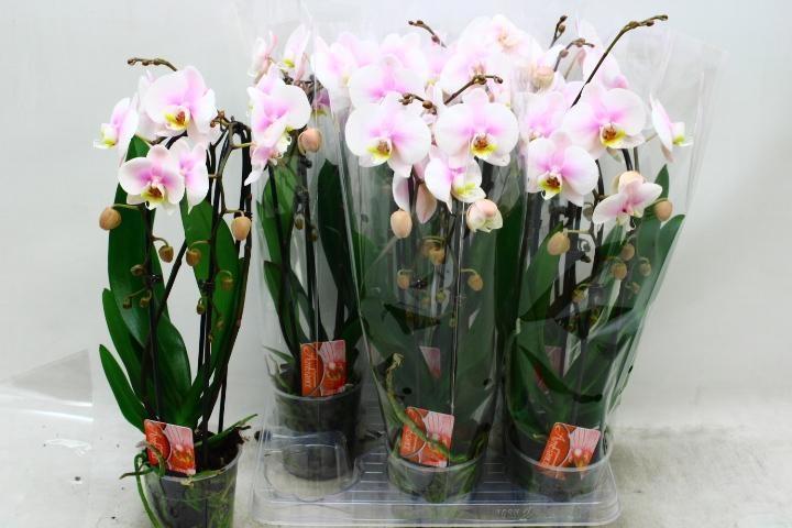 Горшечные цветы и растения оптом Phal El Cascade от 6шт' из Голландии с доставкой по России