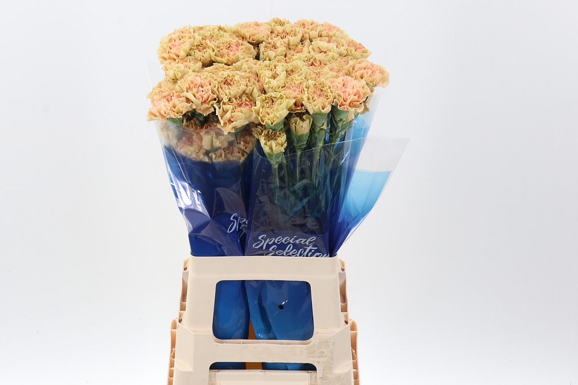 Срезанные цветы оптом Dianthus st ambar от 80шт из Голландии с доставкой по России