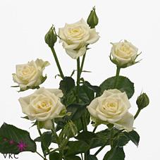 Срезанные цветы оптом Rosa spray snowflake от 60шт из Голландии с доставкой по России