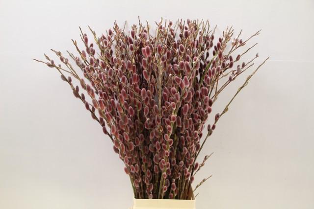 Срезанные цветы оптом Salix pink cushion от 120шт из Голландии с доставкой по России