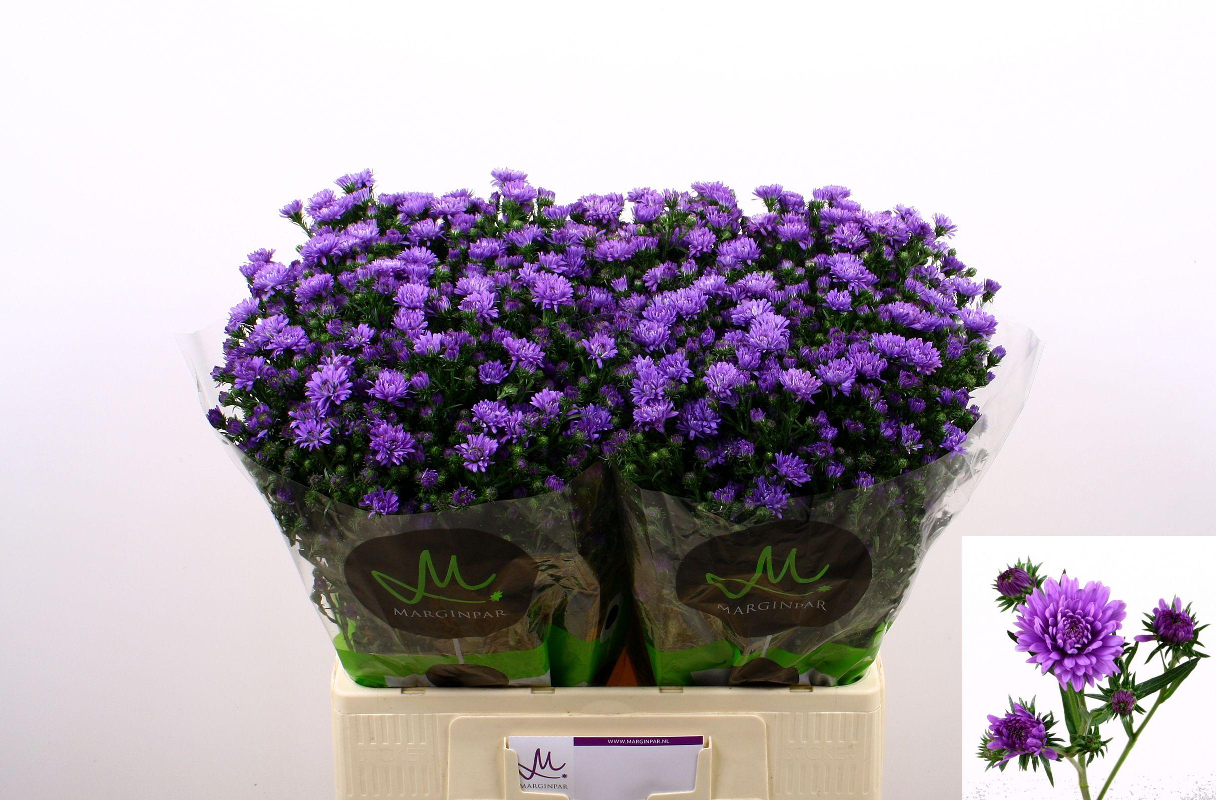 Срезанные цветы оптом Aster astee milka dark от 125шт из Голландии с доставкой по России