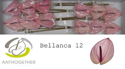 Срезанные цветы оптом Anthurium bellanca от 12шт из Голландии с доставкой по России