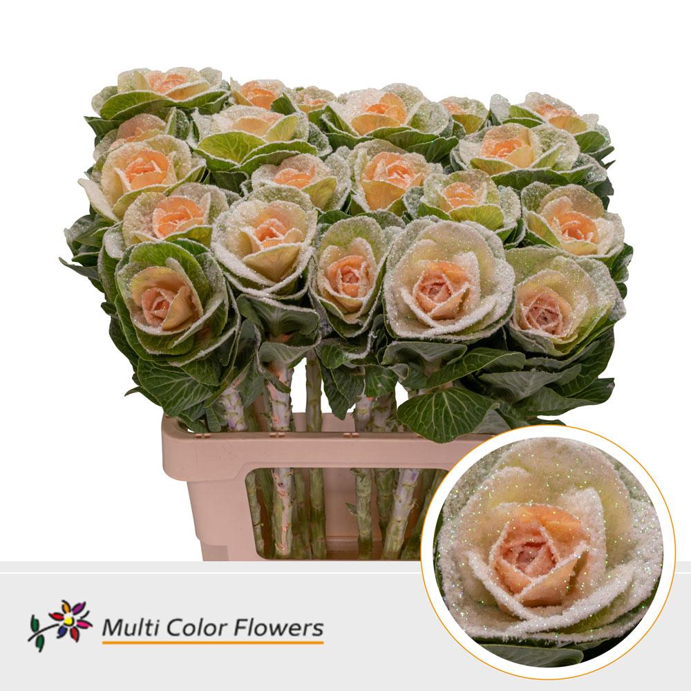 Срезанные цветы оптом Brassica paint marshmallow apricot от 20шт из Голландии с доставкой по России