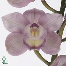 Срезанные цветы оптом Cymbidium pink aquarella от 8шт из Голландии с доставкой по России