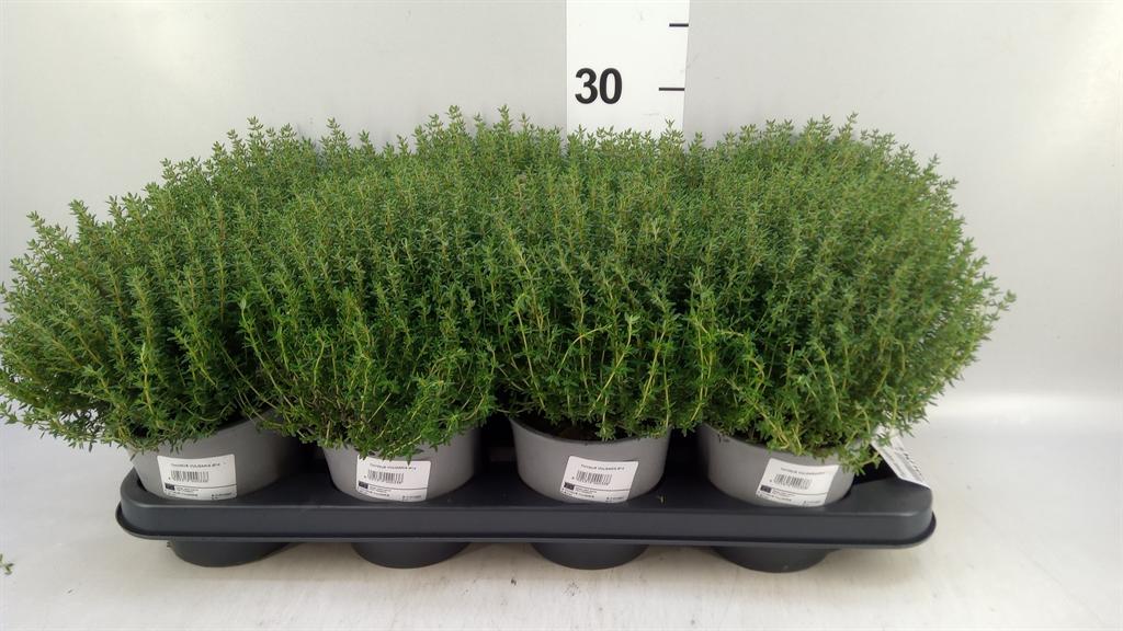 Горшечные цветы и растения оптом Thymus Vulgaris compactus от 8шт из Голландии с доставкой по России