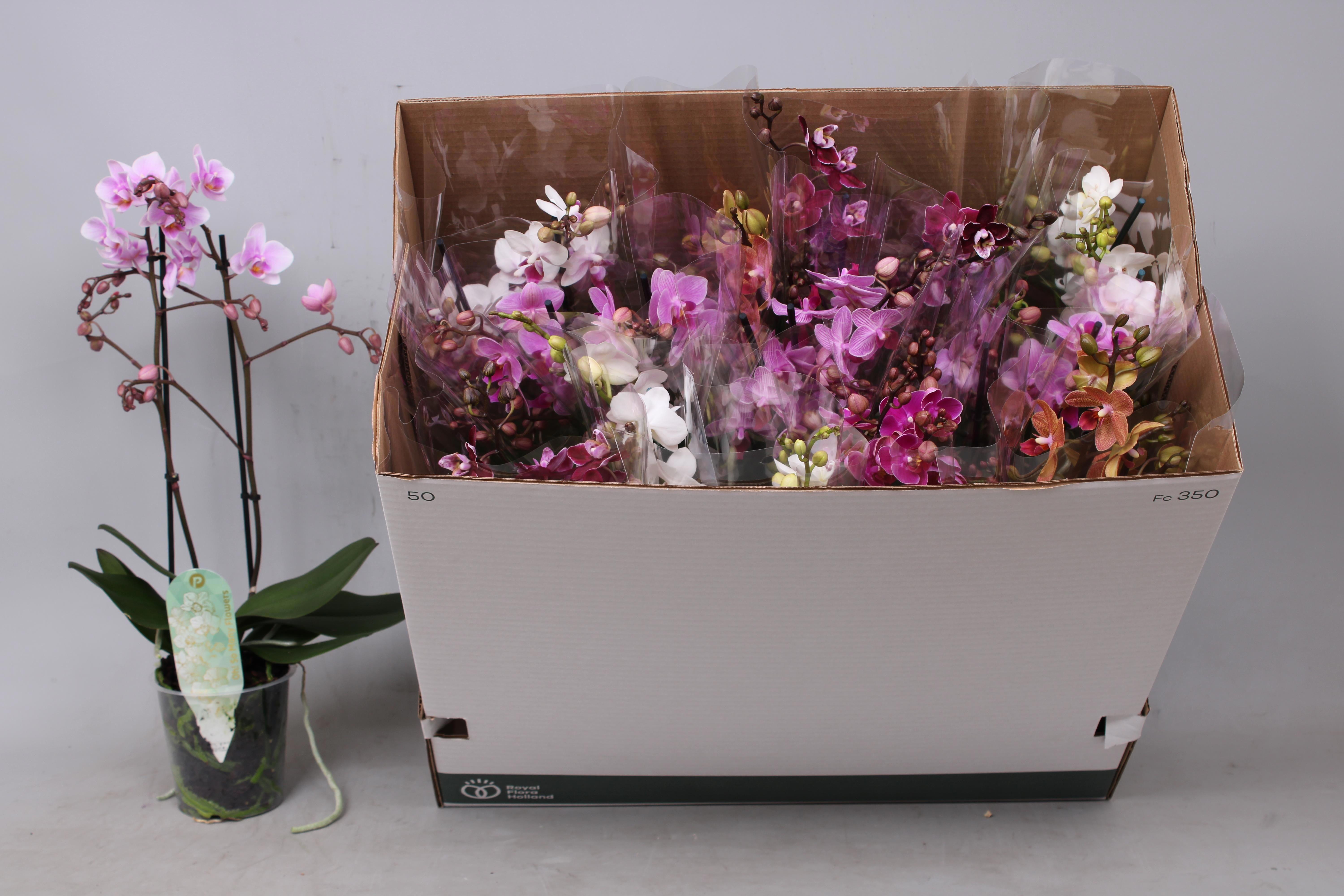 Горшечные цветы и растения оптом Phal Mf Gem 8 Kl от 12шт из Голландии с доставкой по России