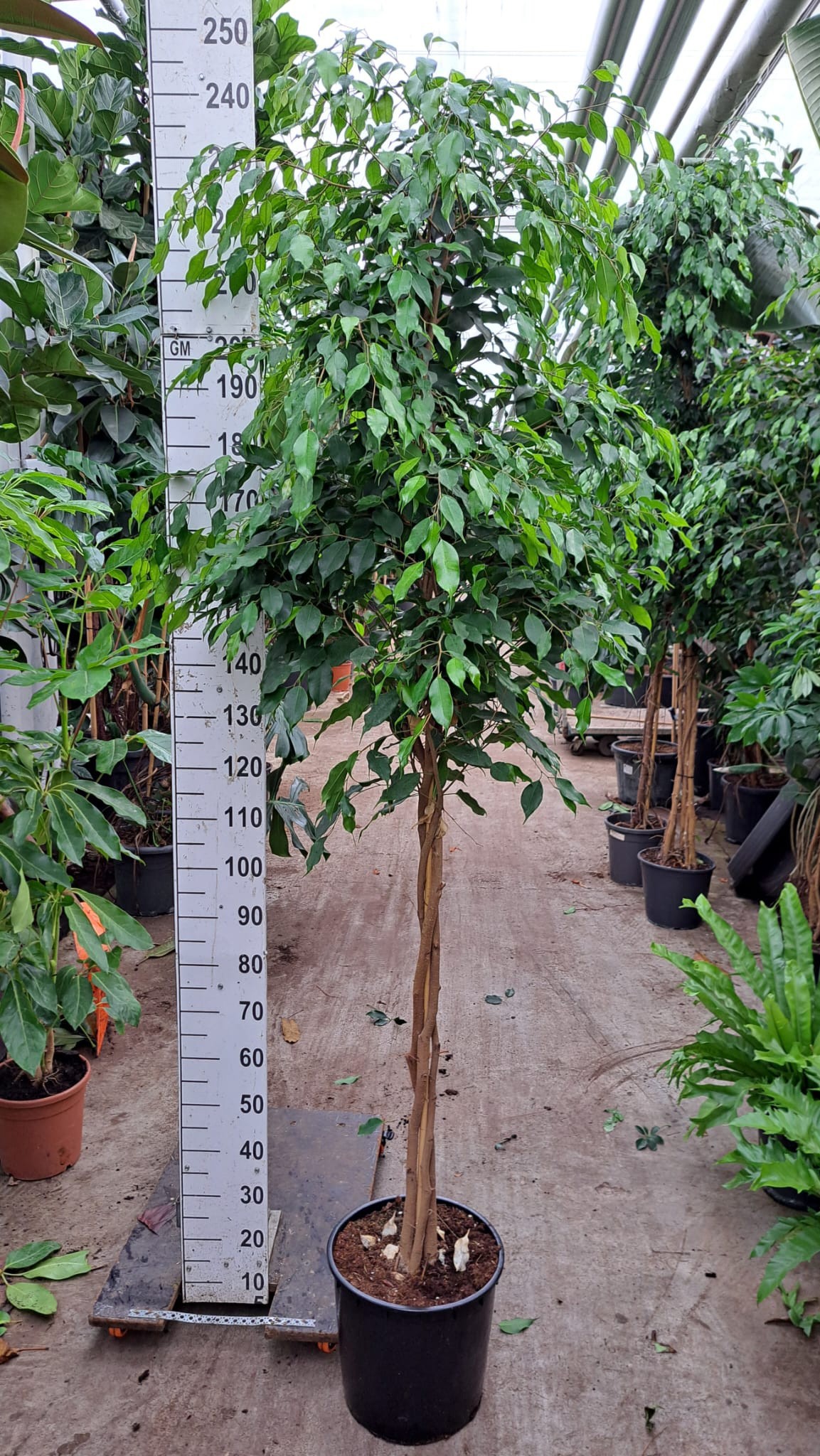 Горшечные цветы и растения оптом Ficus Exotica Multivlecht от 1шт из Голландии с доставкой по России