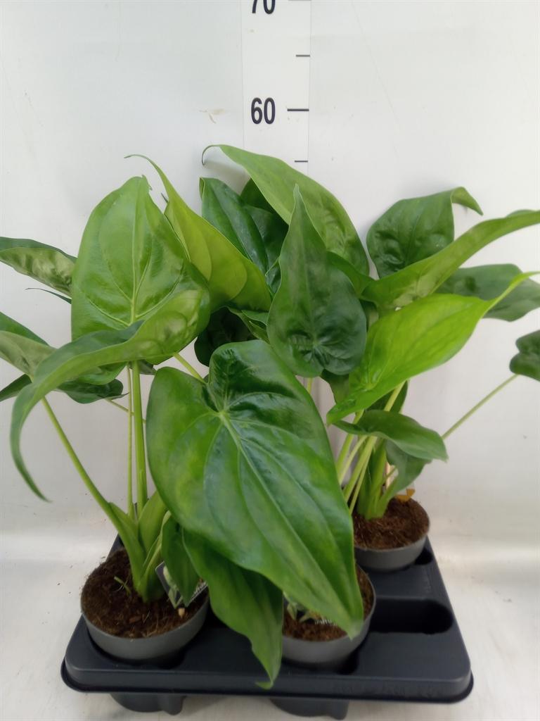 Горшечные цветы и растения оптом Alocasia Cucullata от 4шт (для телеги) из Голландии с доставкой по России