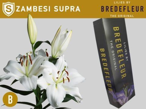 Срезанные цветы оптом Lilium or zambesi от 40шт. из Голландии с доставкой по России