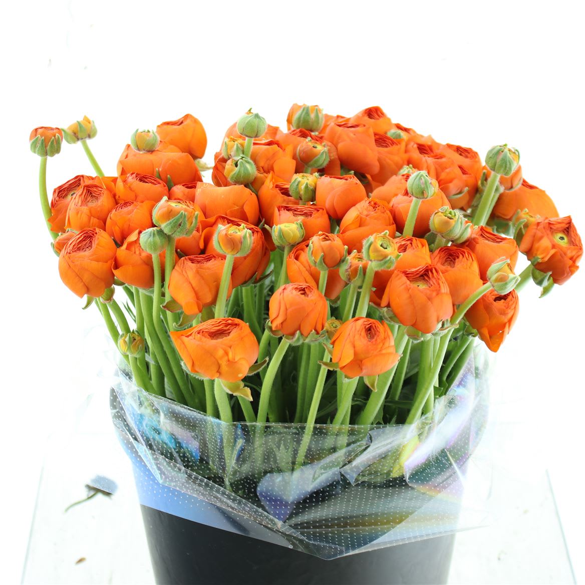 Срезанные цветы оптом Ranunculus success lambada от 100шт из Голландии с доставкой по России