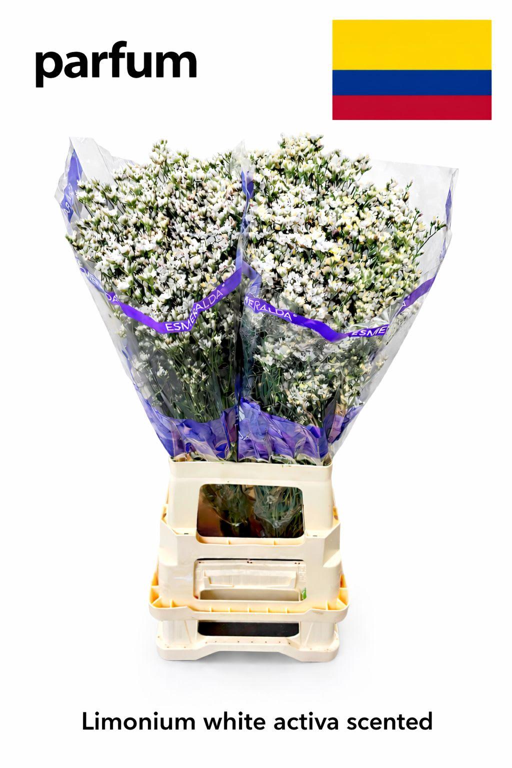 Срезанные цветы оптом Limonium white activa (scented) от 50шт из Голландии с доставкой по России