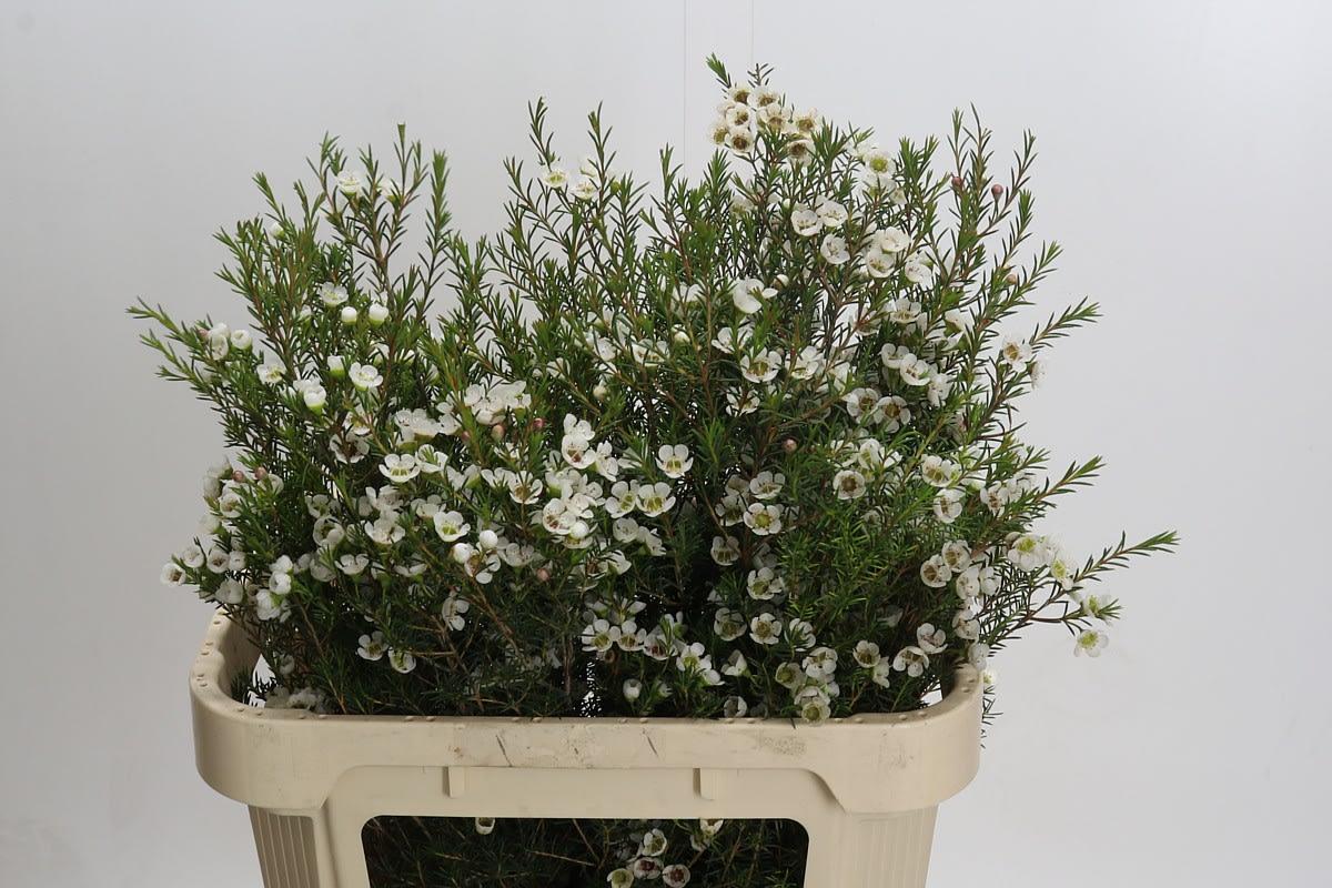 Срезанные цветы оптом Chamelaucium gil от 25шт из Голландии с доставкой по России