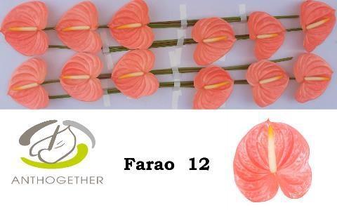 Срезанные цветы оптом Anthurium farao от 12шт из Голландии с доставкой по России