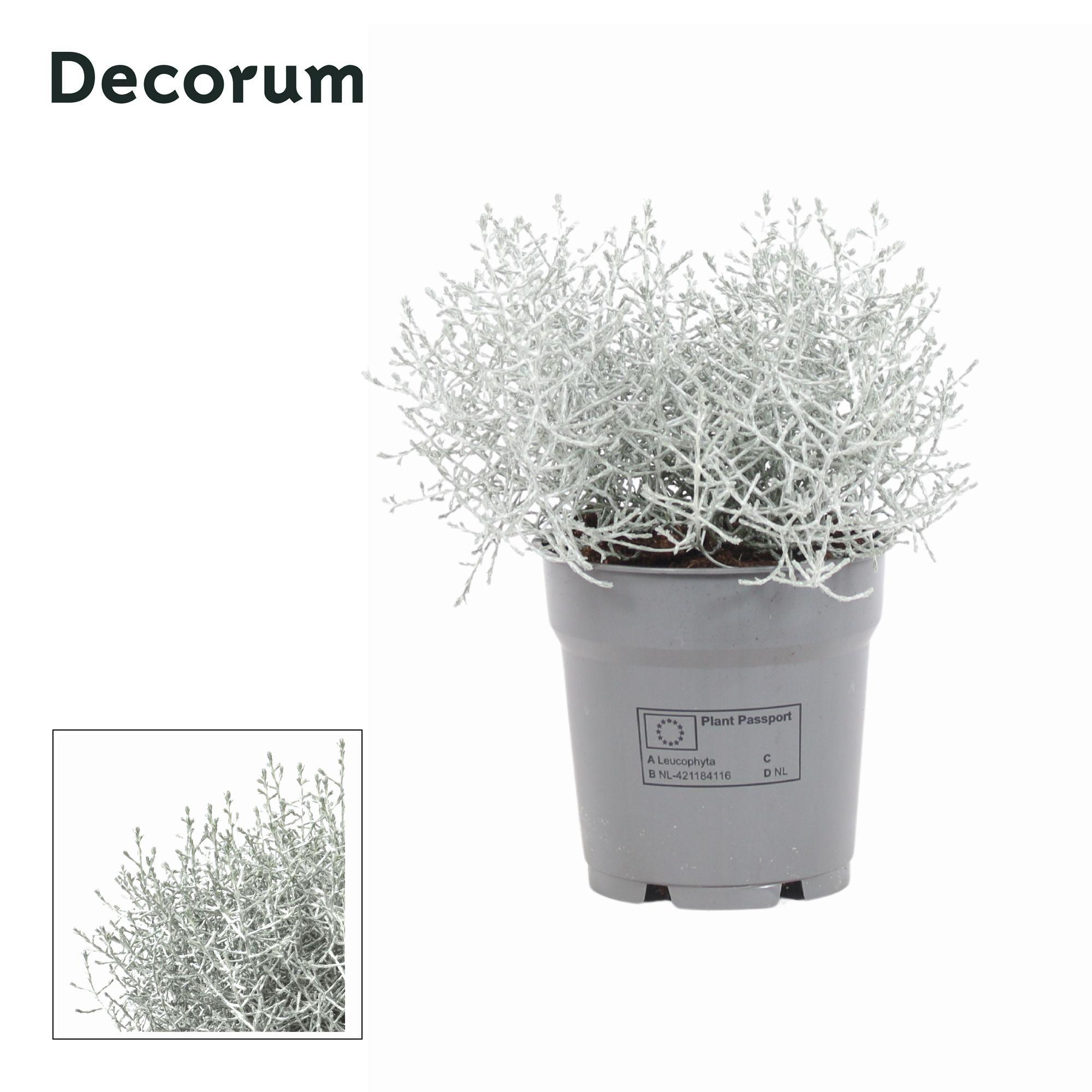 Горшечные цветы и растения оптом Leucophyta Brownii (decorum) от 10шт из Голландии с доставкой по России