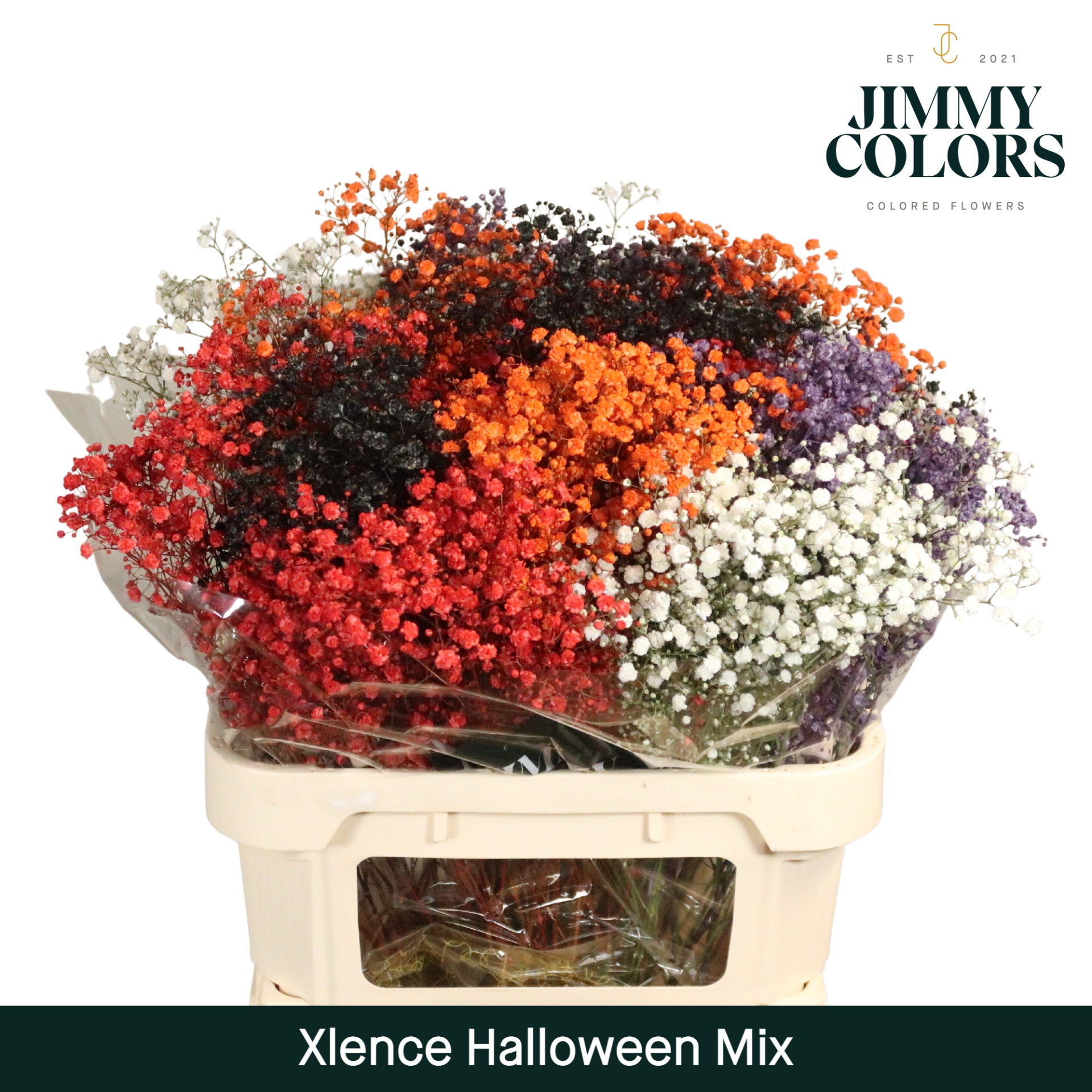 Срезанные цветы оптом Gyps large paint mix halloween от 25шт из Голландии с доставкой по России