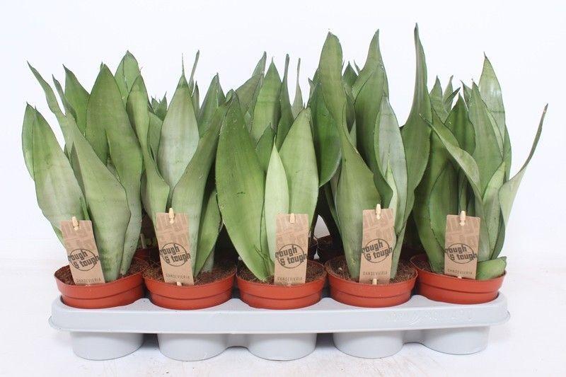Горшечные цветы и растения оптом Sansevieria Moonshine от 10шт из Голландии с доставкой по России