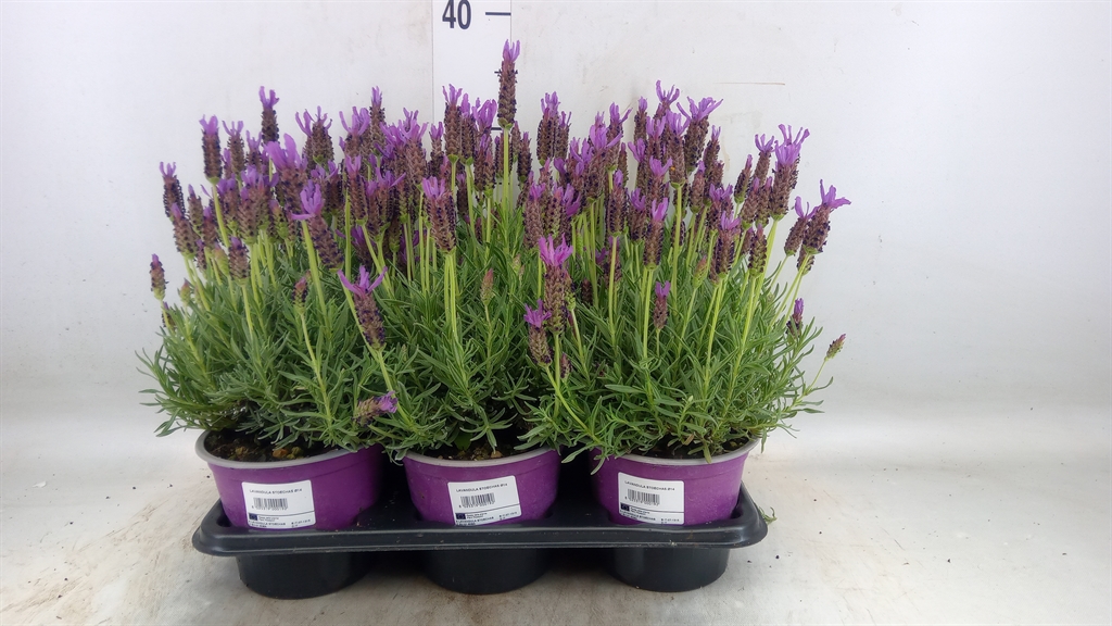 Горшечные цветы и растения оптом Lavandula Stoec. от 6шт из Голландии с доставкой по России