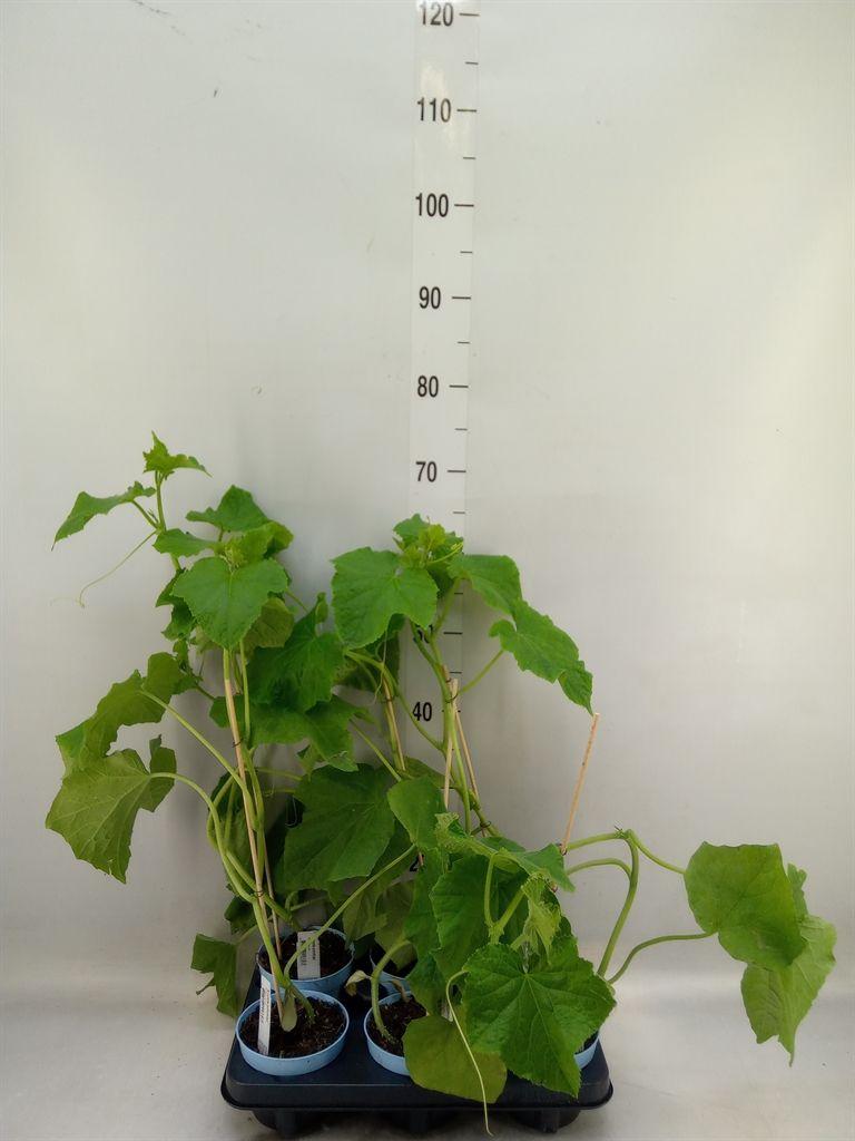Горшечные цветы и растения оптом Cucumis Sativus   ... от 6шт из Голландии с доставкой по России