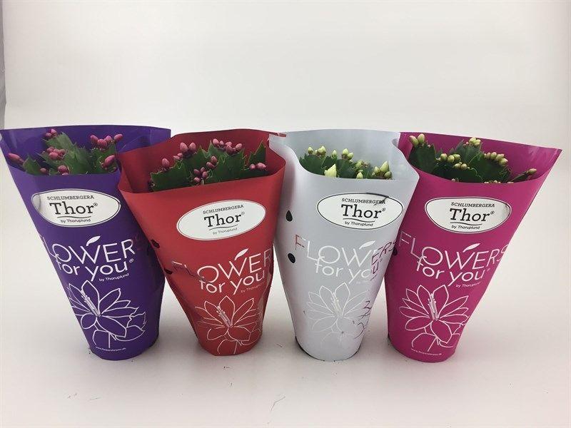 Горшечные цветы и растения оптом Schlumbergera Mix от 18шт (для телеги) из Голландии с доставкой по России