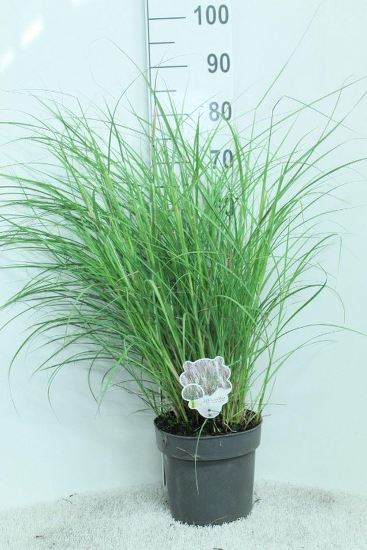 Горшечные цветы и растения оптом Miscanthus Sin. red Chief от 1шт из Голландии с доставкой по России