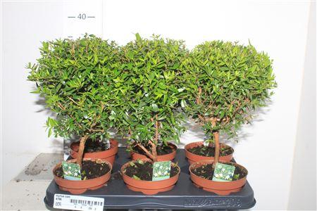 Горшечные цветы и растения оптом Myrtus Com от 6шт из Голландии с доставкой по России