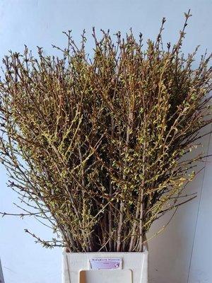 Срезанные цветы оптом Forsythia yellow от 100шт из Голландии с доставкой по России