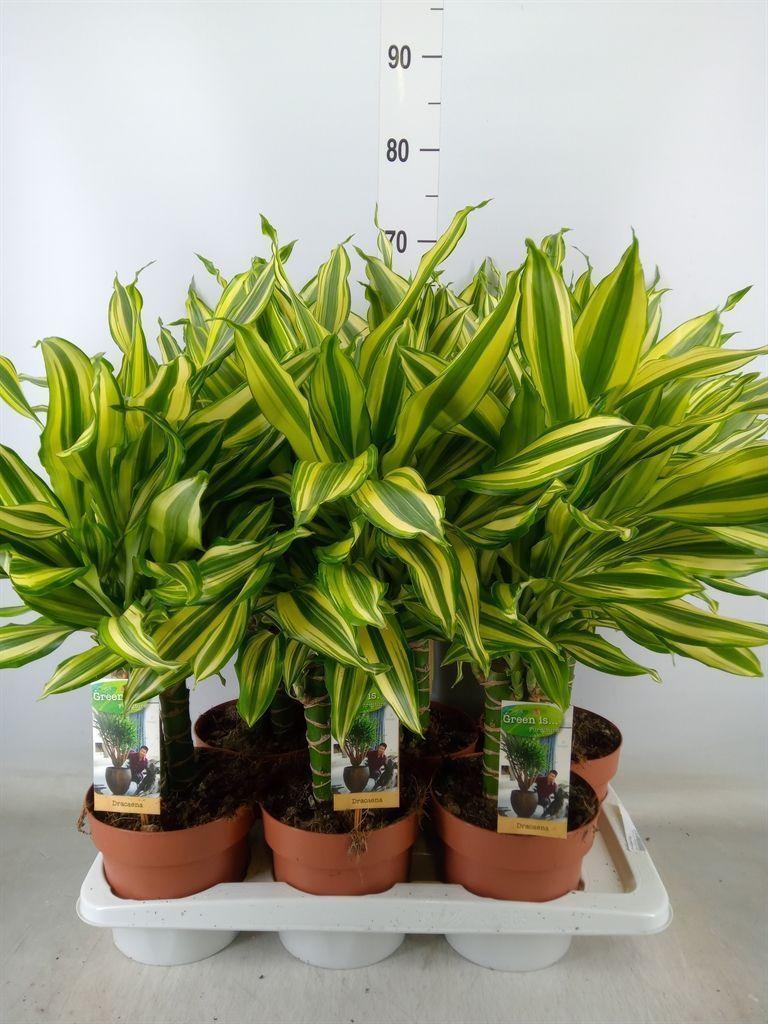 Горшечные цветы и растения оптом Dracaena Frag.   ... от 6шт из Голландии с доставкой по России