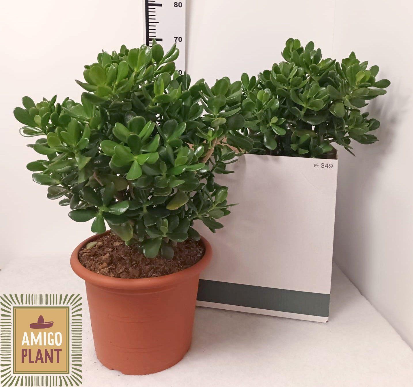 Горшечные цветы и растения оптом Crass Ovata от 2шт из Голландии с доставкой по России