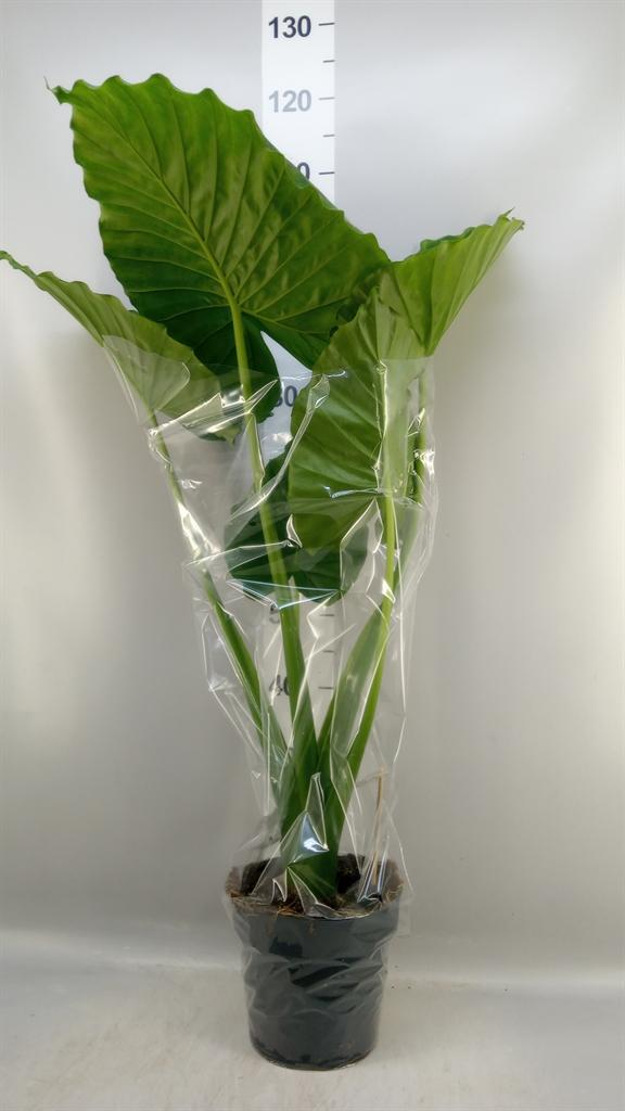 Горшечные цветы и растения оптом Alocasia Gageana от 1шт (для телеги) из Голландии с доставкой по России
