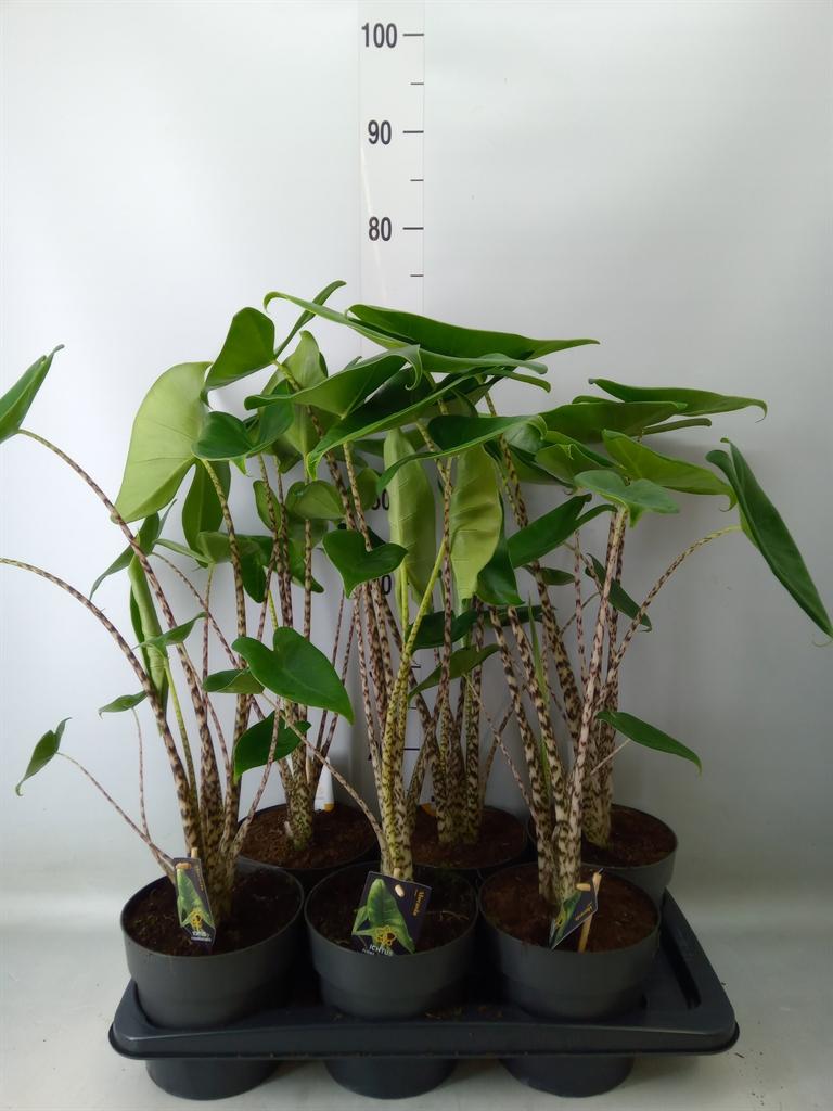 Горшечные цветы и растения оптом Alocasia Zebrina от 6шт (для телеги) из Голландии с доставкой по России