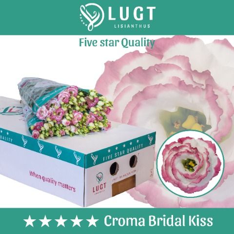 Срезанные цветы оптом Lisianthus do croma bridal kiss от 140шт из Голландии с доставкой по России