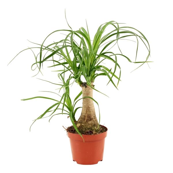 Горшечные цветы и растения оптом Beaucarnea On Stem от 12шт (для телеги) из Голландии с доставкой по России