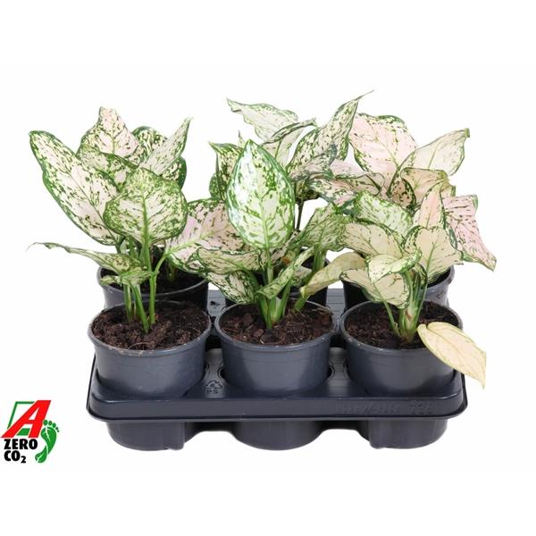 Горшечные цветы и растения оптом Aglaonema Pink Eileen от 6шт из Голландии с доставкой по России