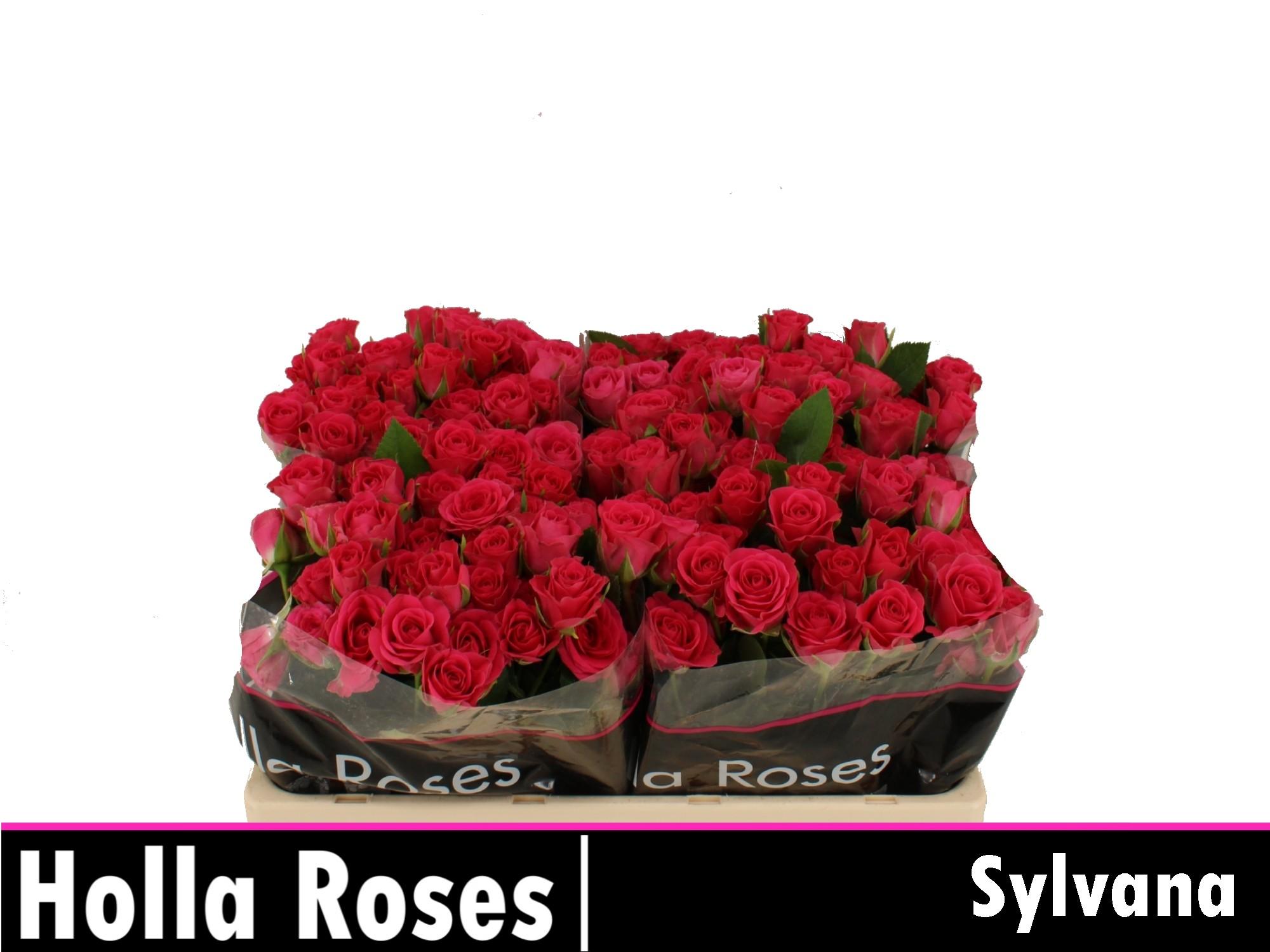 Срезанные цветы оптом Rosa spray sylvana от 50шт из Голландии с доставкой по России