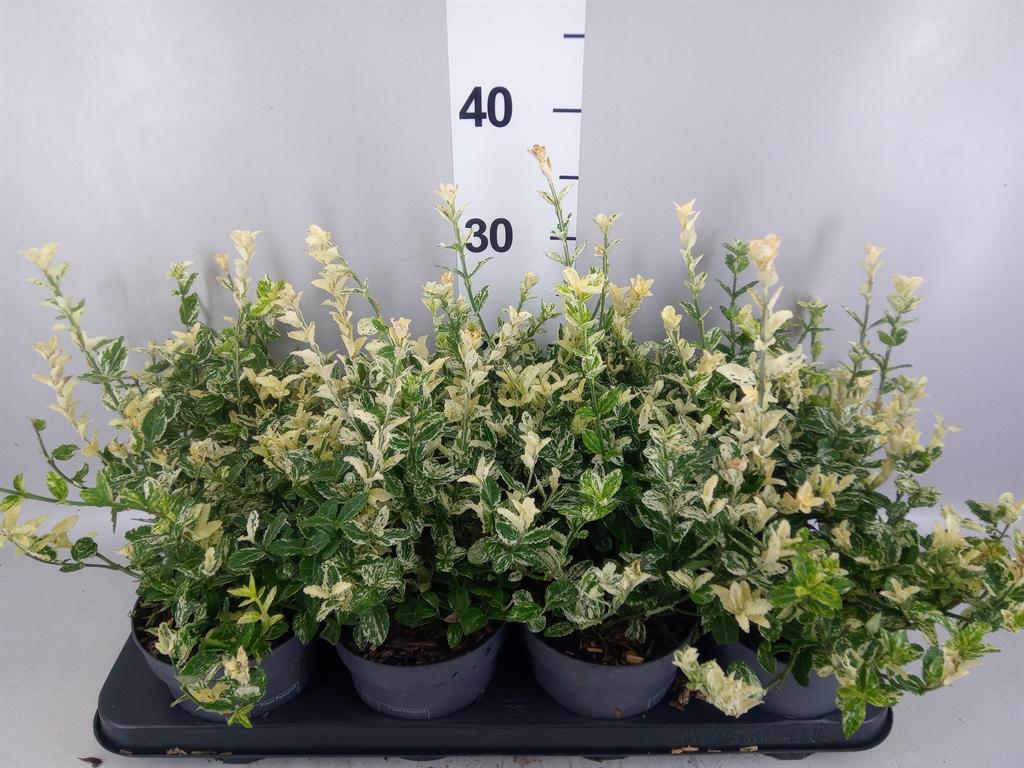 Горшечные цветы и растения оптом Euonymus Fortunei harlequin от 8шт из Голландии с доставкой по России