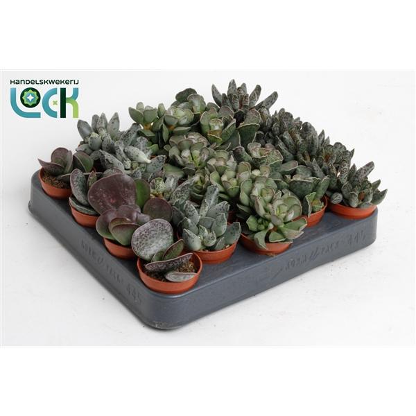 Горшечные цветы и растения оптом Adromischus Mix Living Stone от 20шт (для телеги) из Голландии с доставкой по России