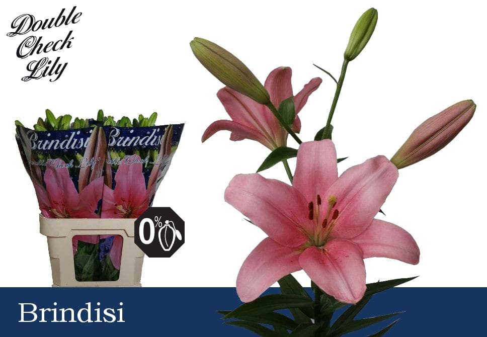 Срезанные цветы оптом Lilium la brindisi от 60шт из Голландии с доставкой по России