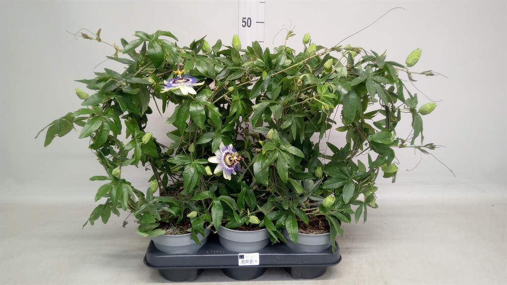 Горшечные цветы и растения оптом Passiflora Caerul. от 6шт из Голландии с доставкой по России