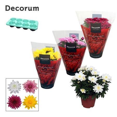 Горшечные цветы и растения оптом Chrys Grandezza Mix (decorum) от 8шт из Голландии с доставкой по России