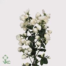 Срезанные цветы оптом Philadelphus snowwhite fantasy от 50шт из Голландии с доставкой по России