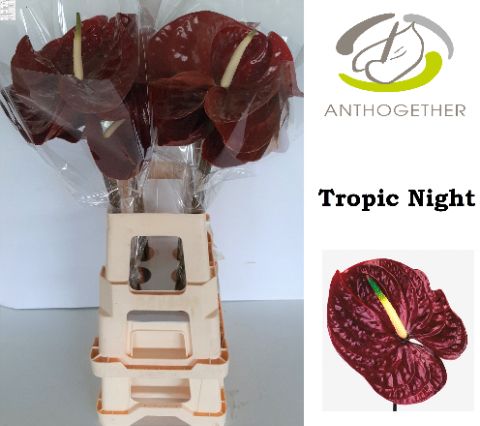 Срезанные цветы оптом Anthurium tropic night от 20шт из Голландии с доставкой по России