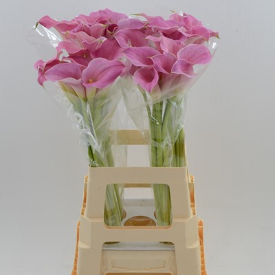 Срезанные цветы оптом Zantedeschia pink от 40шт из Голландии с доставкой по России