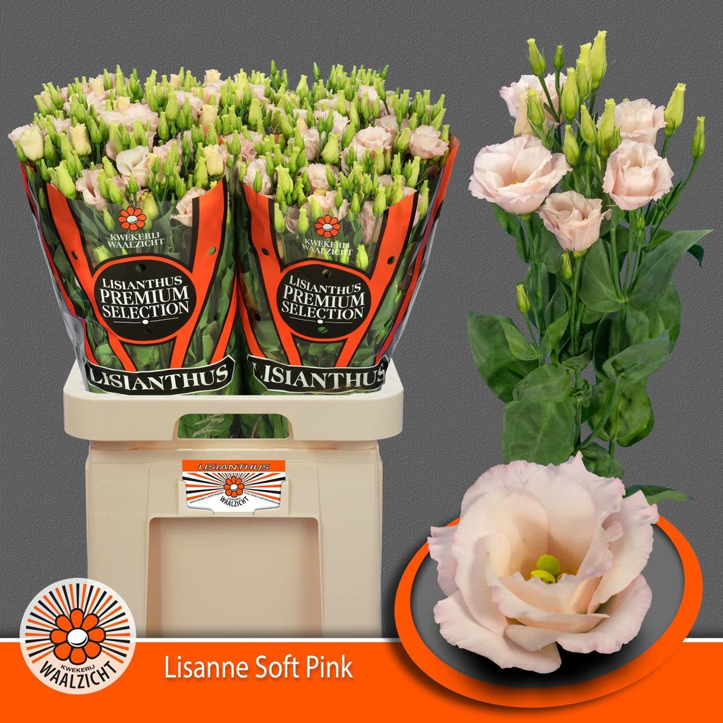 Срезанные цветы оптом Lisianthus do lisanne soft pink от 40шт из Голландии с доставкой по России