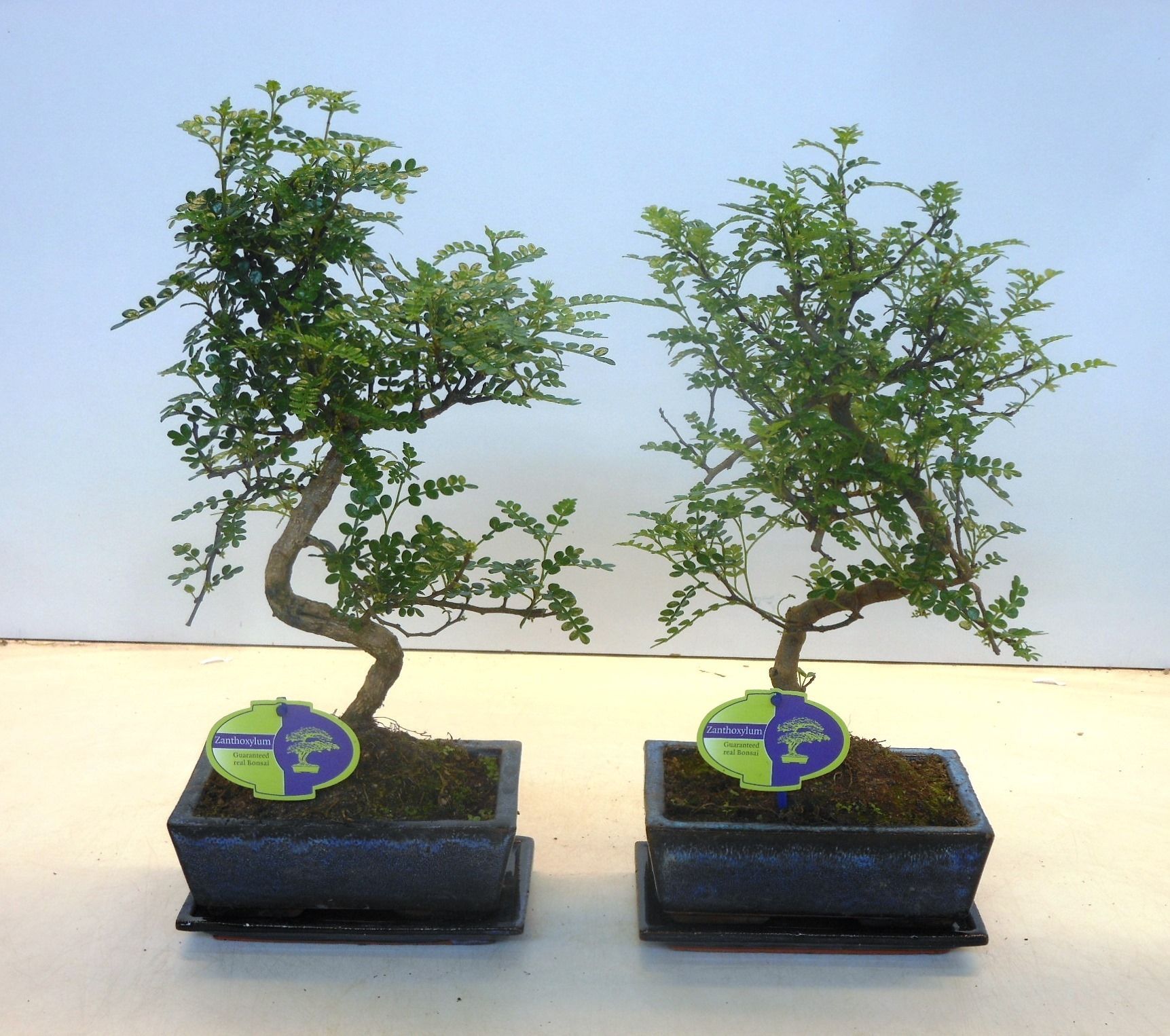 Горшечные цветы и растения оптом Zanthoxylum Piperitum, 20cm., Shape, With D от 6шт из Голландии с доставкой по России