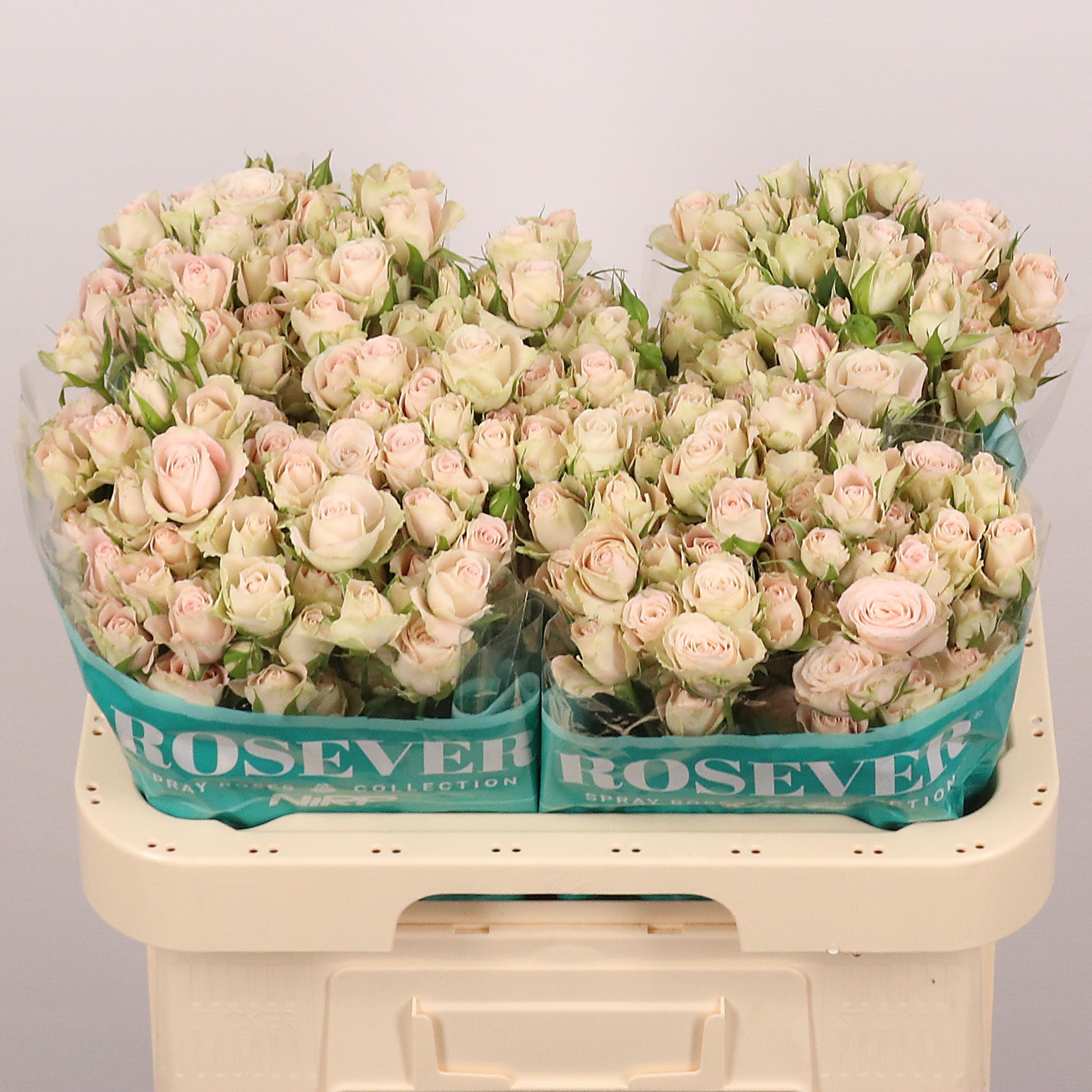 Срезанные цветы оптом Rosa spray sahara rosever от 30шт из Голландии с доставкой по России