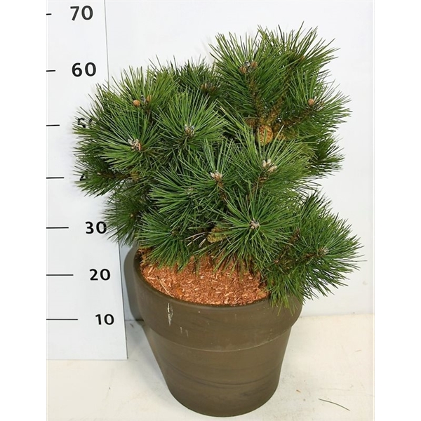 Горшечные цветы и растения оптом Pinus Strobus Macopin In Terra Cotta от 1шт' из Голландии с доставкой по России