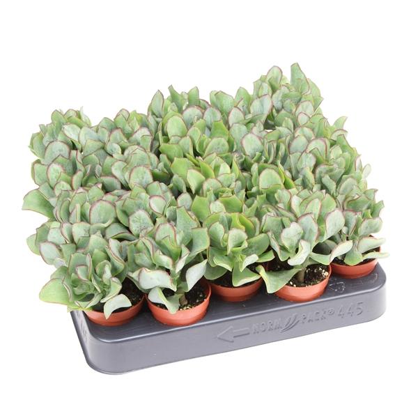 Горшечные цветы и растения оптом Crassula Aborescens от 20шт (для телеги) из Голландии с доставкой по России