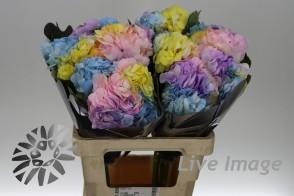 Срезанные цветы оптом Hydrangea rainbow от 30шт из Голландии с доставкой по России