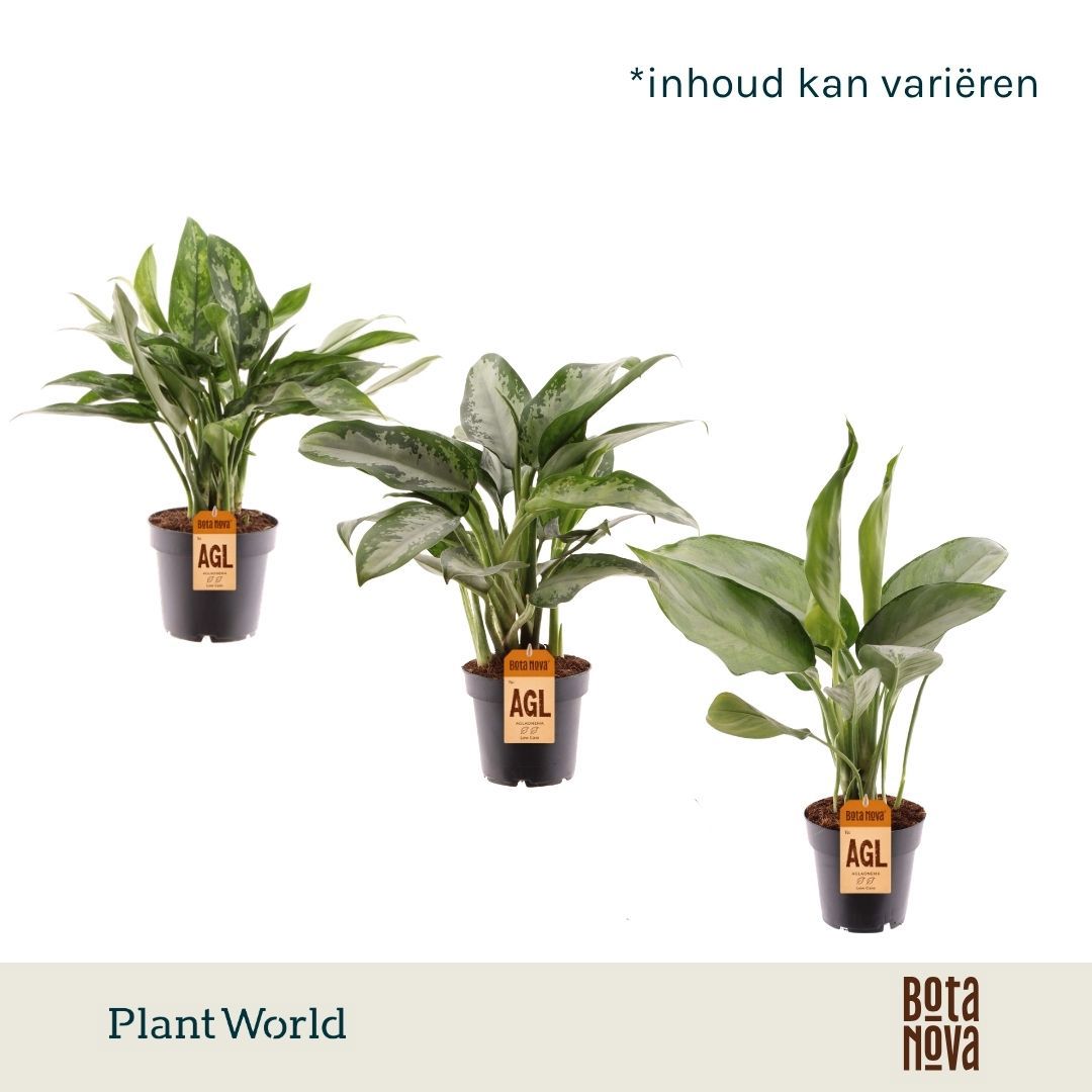 Горшечные цветы и растения оптом Aglaonema Mixed от 10шт из Голландии с доставкой по России
